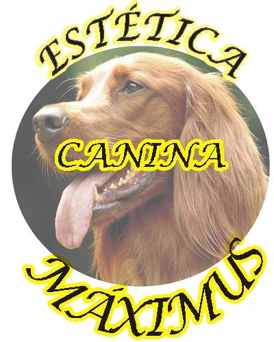Estética Canina Maximus logo