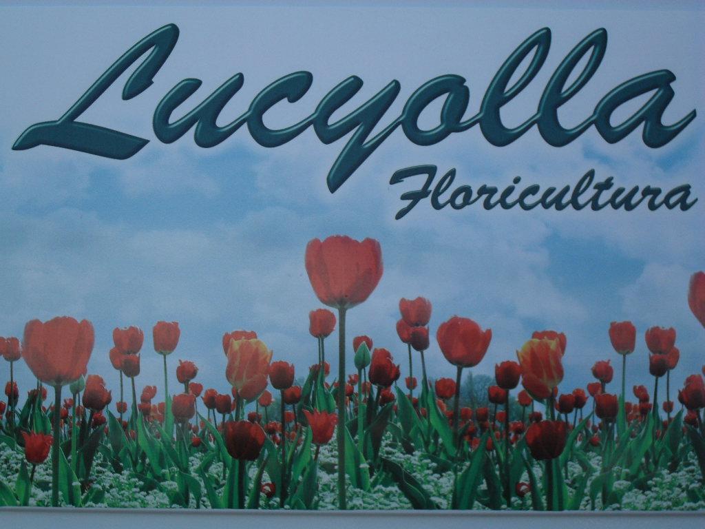 Lucyolla Floricultura e Móveis de Demolição logo