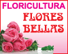 FLORICULTURA FLORES BELLAS