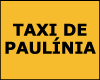 TAXI PAULINIA logo
